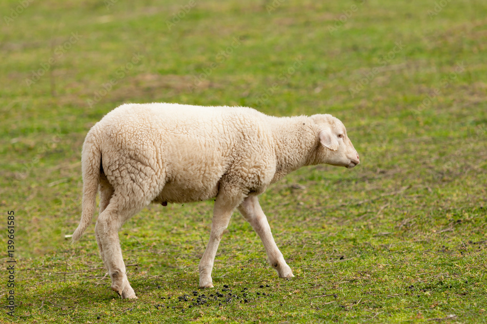 Sheep grazing in the meadow with green grass Sheep grazing in the meadow with green grass