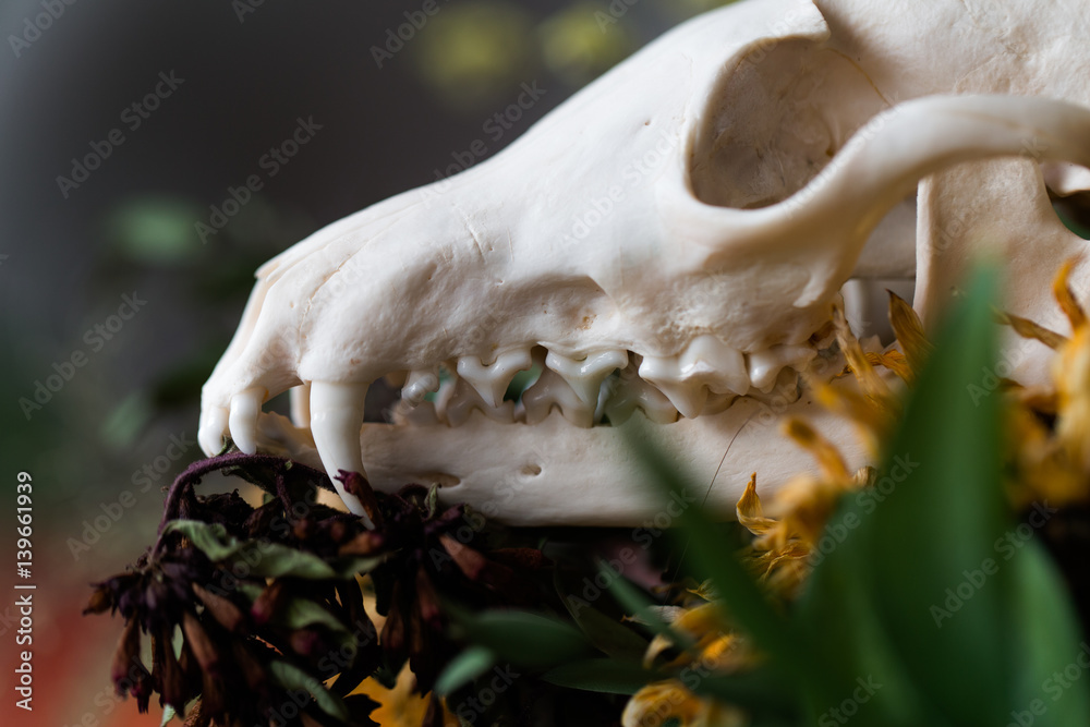 Skull fox in a bouquet of flowers wilted sunflower bouquet. Skull fox in a bouquet of flowers wilted sunflower bouquet.
