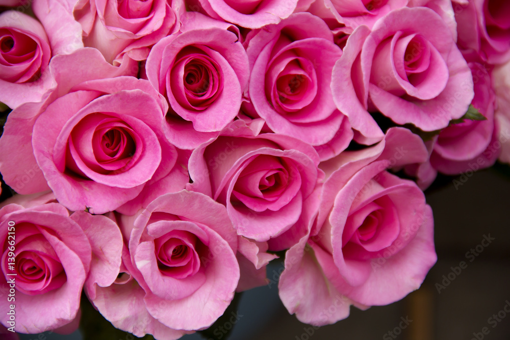 Obraz premium Pink Roses 