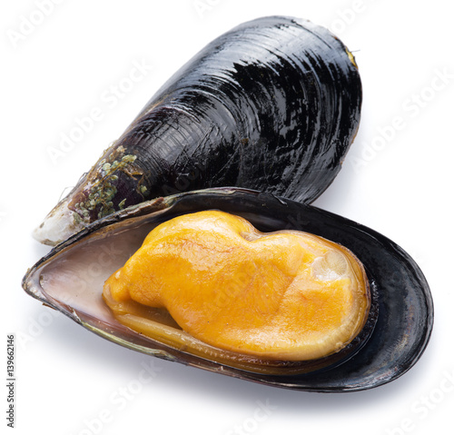 Mussel on a white background. photo
