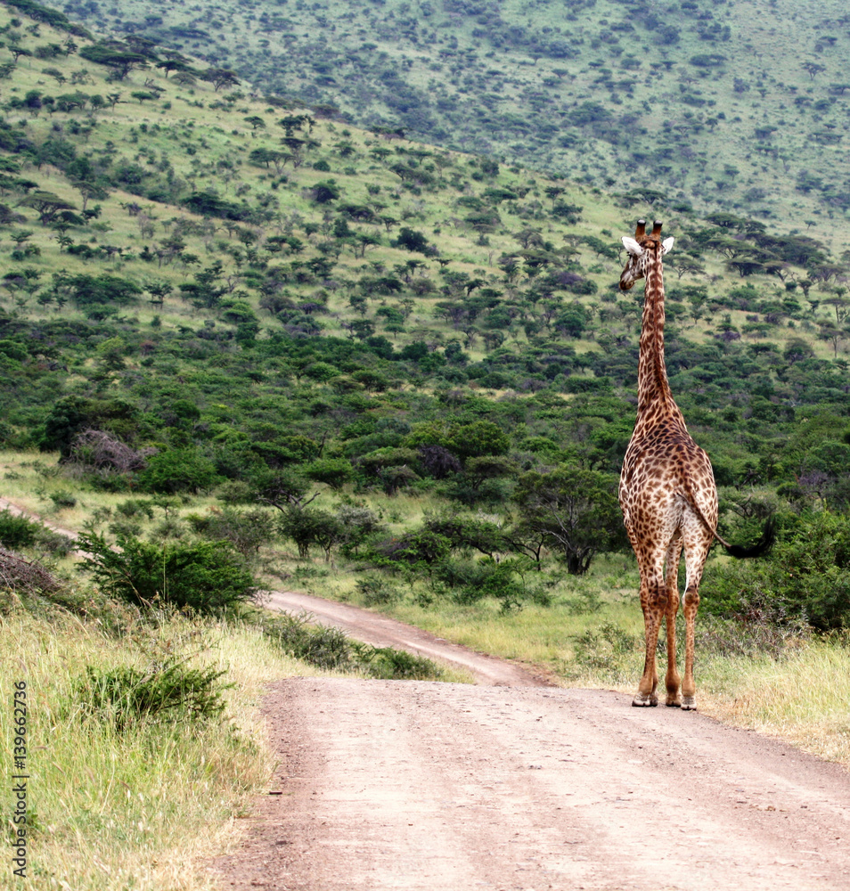 Obraz premium Giraffe