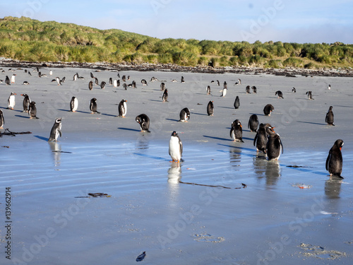 Gentoo penguin, Pygoscelis Papua, on a great beach, island Cracass, Falkland - Malvinas