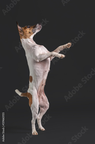 fox terrier dog standing on its hind legs on a black background