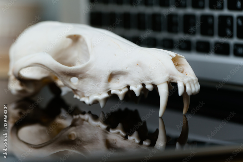 Fox skull without the lower jaw on the laptop keyboard. Concept of the dangers of IT Tehology and Artificial Intelligence Fox skull without the lower jaw on the laptop keyboard. Concept of the dangers of IT Tehology and Artificial Intelligence
