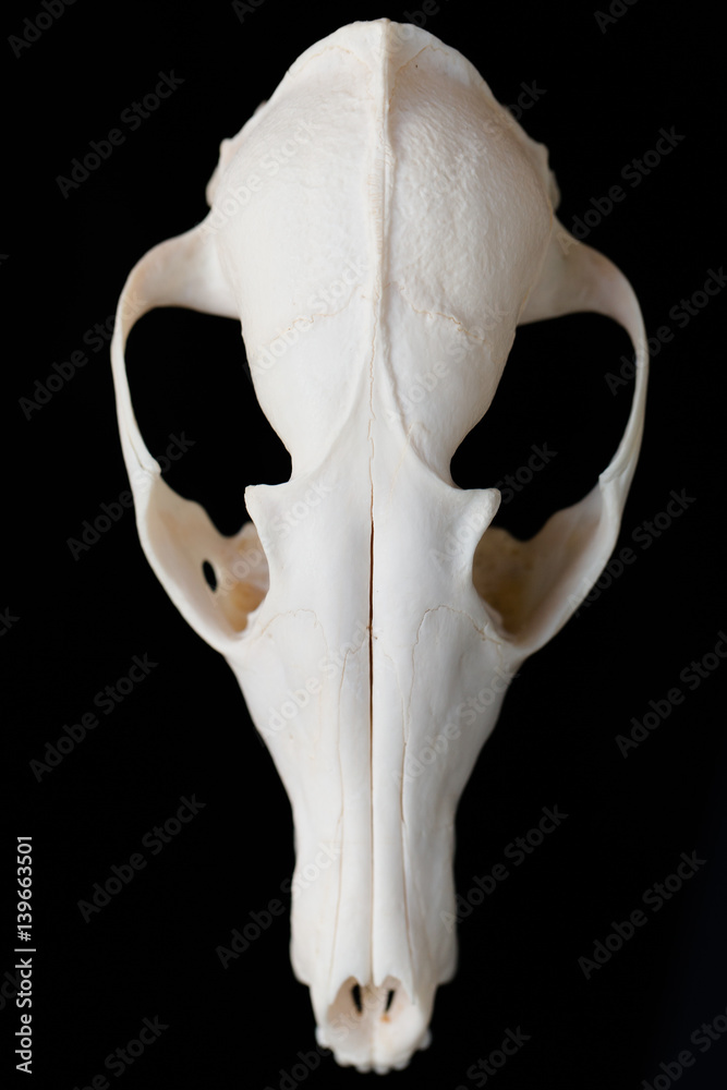Fox skull without the lower jaw on a black background, contrast and  minimalistic Stock Photo | Adobe Stock