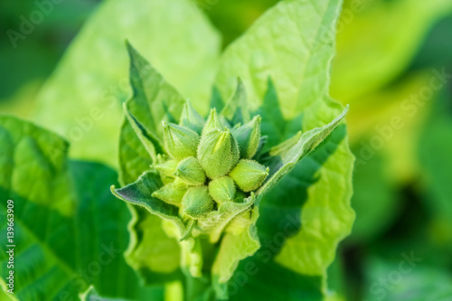 Cultivated tobacco in plantation. Its leaves commercially grown to be processes into tobacco industry