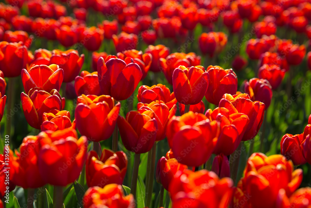 field with red tulips in the netherlands field with red tulips in the netherlands