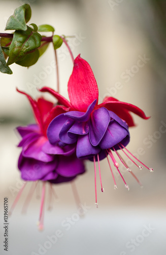 Valokuvatapetti Fuchsia flowers isolated