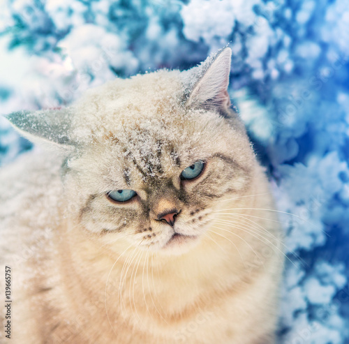 Portrait of a cat sitting in snow near fir tree in a forest. Head covered with snow
