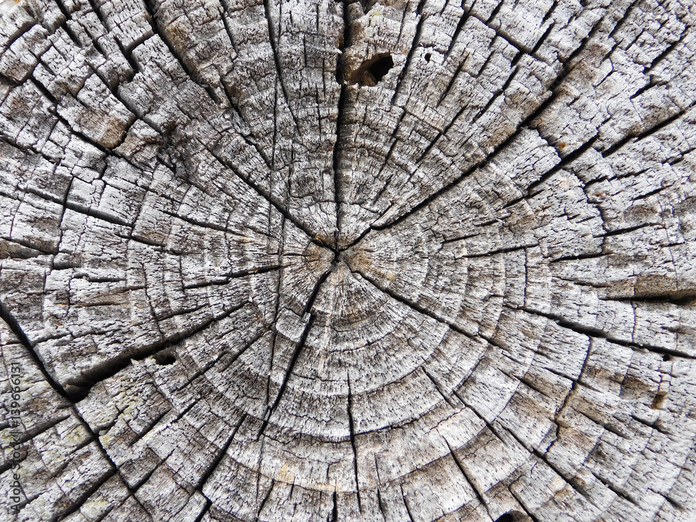 Fototapeta premium Circles on a wood cut