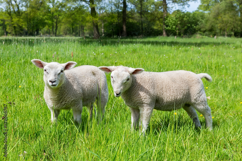 Obraz premium Two white dutch sheep in green spring meadow