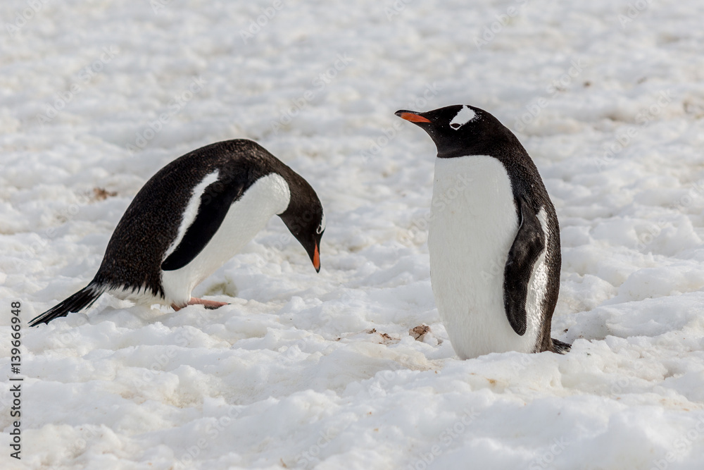 Naklejka premium Gento mates