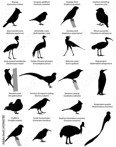 Collection of silhouettes of different species of birds