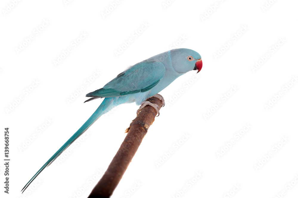 Obraz premium The rose-ringed or ring-necked parakeet on white