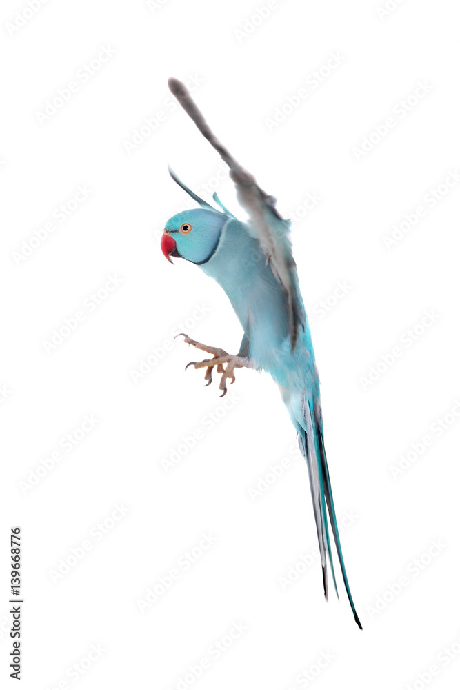 Fototapeta premium The rose-ringed or ring-necked parakeet on white
