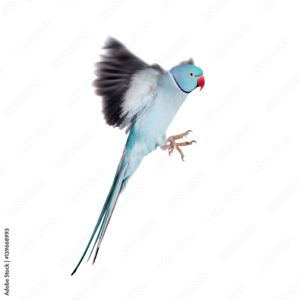 Naklejka premium The rose-ringed or ring-necked parakeet on white