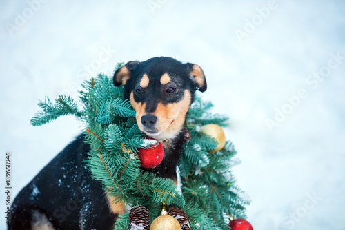Fototapeta Naklejka Na Ścianę i Meble -  Portrait of a dog wearing christmas wreath sitting outdoor in snow