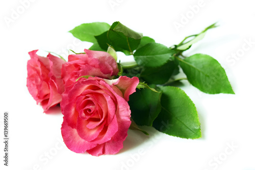 Bouquet pink roses in drop dew on white background.