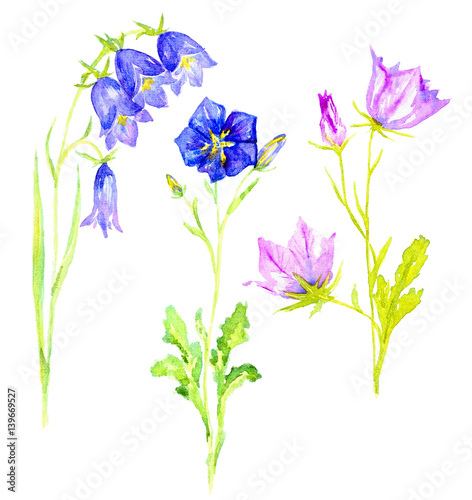 Set flowers of blue bellflowers  isolated hand painted watercolor illustration in soft style