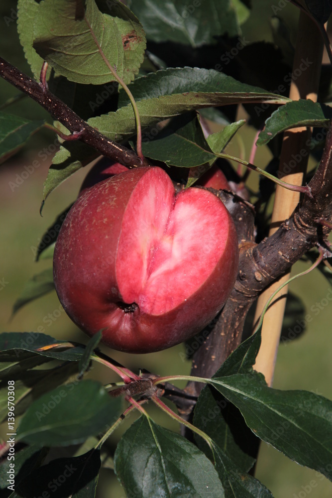 Apfel mit rotem Fruchtfleisch StockFoto Adobe Stock