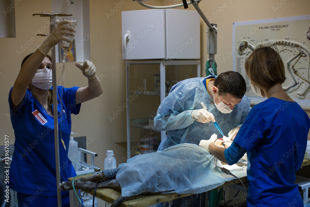 vets doing surgery in the clinic. vets doing surgery in the clinic.