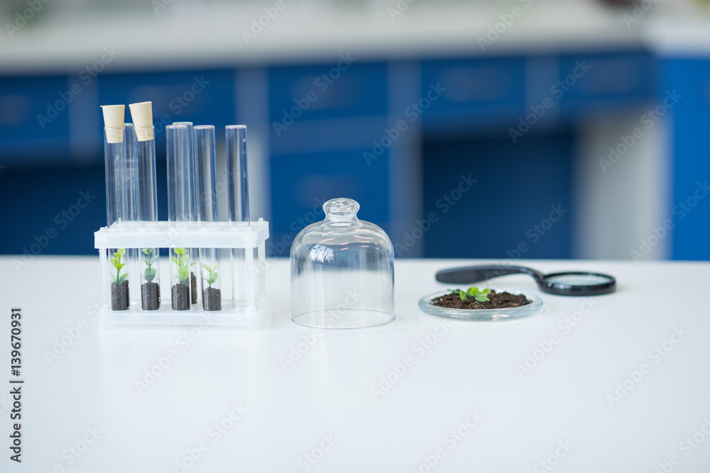 Test tubes with green plants in soil on table in laboratory