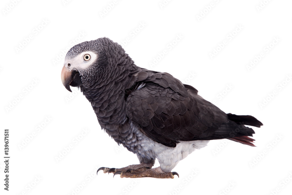Fototapeta premium African Grey Parrot isolated on white