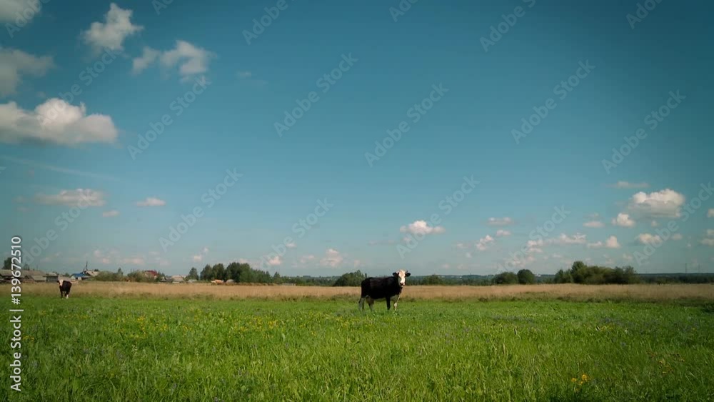 Cow grazing on a meadow. Cow grazing on a meadow.