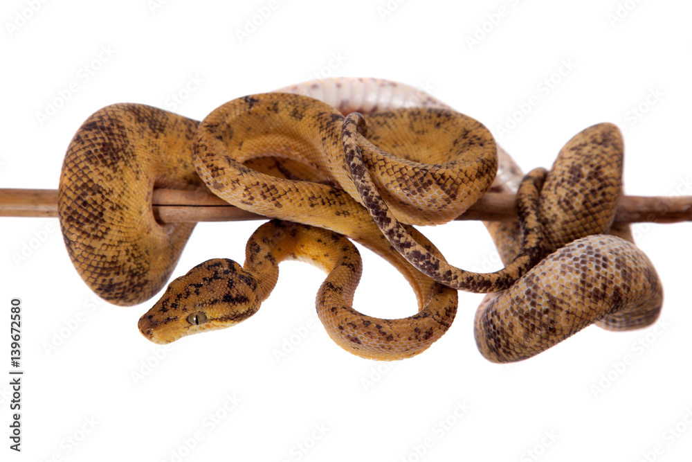 Obraz premium Red Amazon tree boa isolated on white