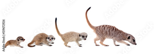The meerkats on white © Farinoza