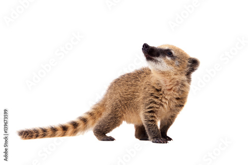 Photos South American coati, Nasua nasua, baby on white
