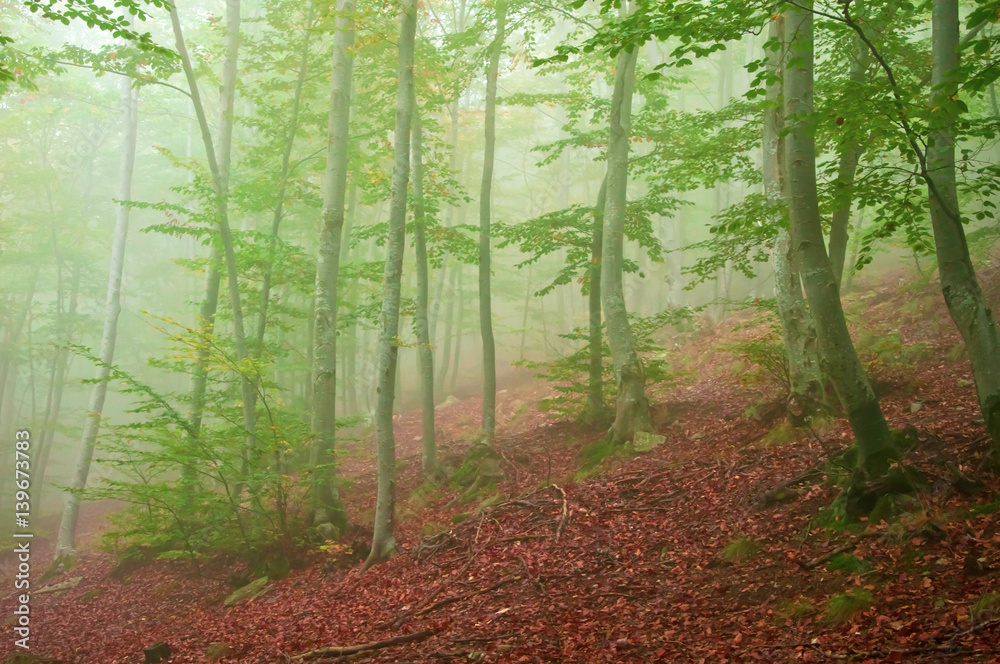 Obraz premium foggy beech forest