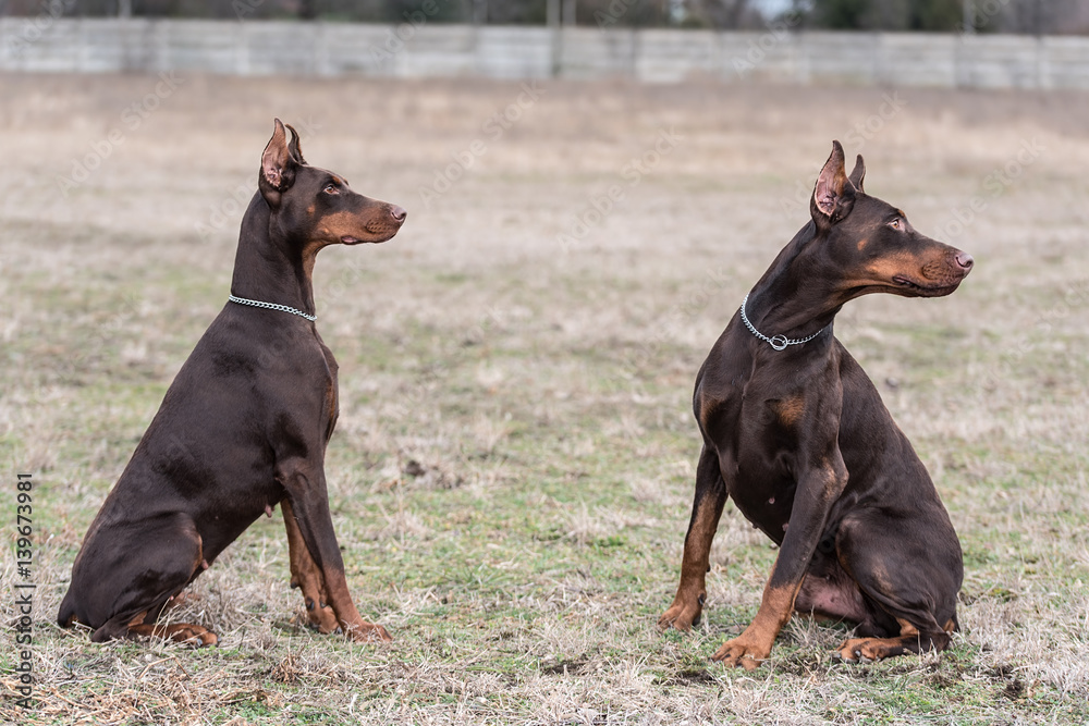 Fotografie Doberman pinscher poses for the camera