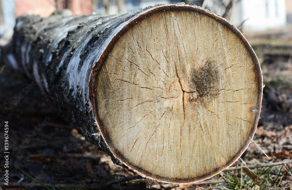 Felling birch tree stamp for wooden industry. Tree Cutting Photo. Felled birch tree. Felling birch tree stamp for wooden industry. Tree Cutting Photo. Felled birch tree.