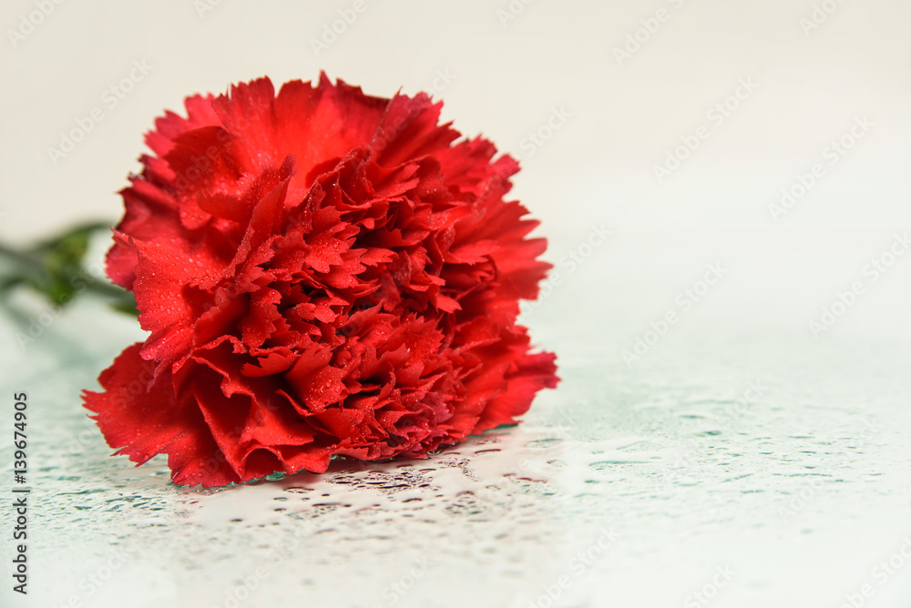 wet red carnation artistic photography background with copy space. Floral wallpaper wet red carnation artistic photography background with copy space. Floral wallpaper