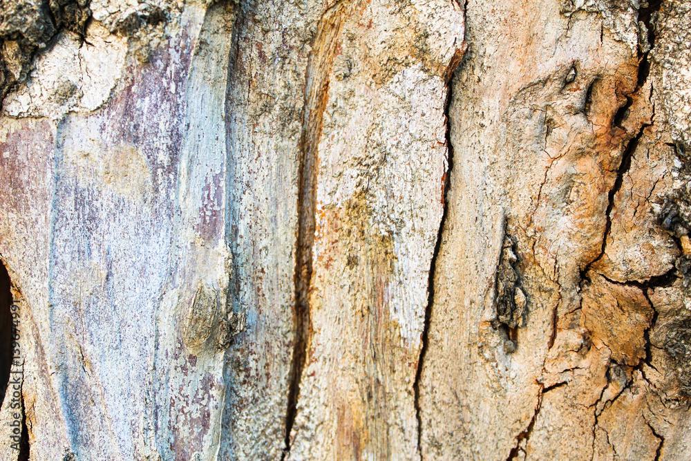 Obraz premium Wood Texture