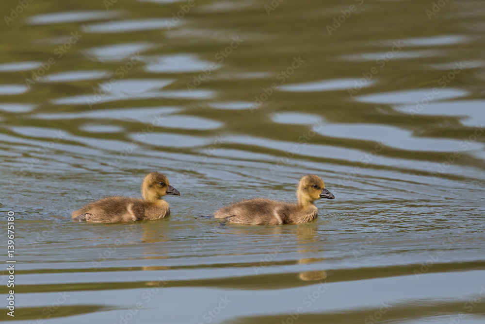 Portrait of two baby gray gooses (anser anser) swimming Portrait of two baby gray gooses (anser anser) swimming
