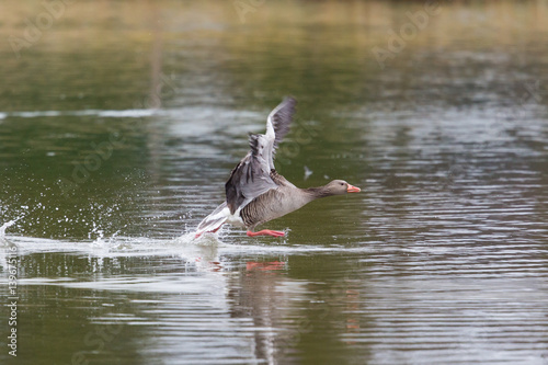 Grey goose (Anser anser) running on the water surface
