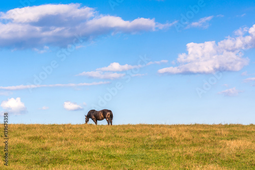 Typical polish horse on a summer pasture under blue sky. Malopolska. Poland.