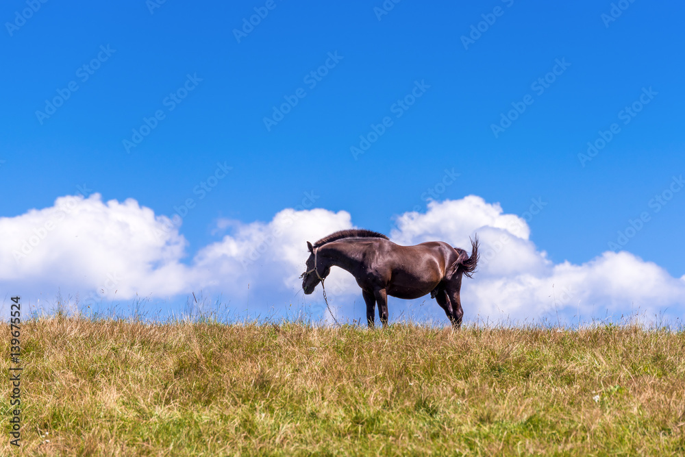Typical polish horse on a summer pasture under blue sky. Malopolska. Poland. Typical polish horse on a summer pasture under blue sky. Malopolska. Poland.
