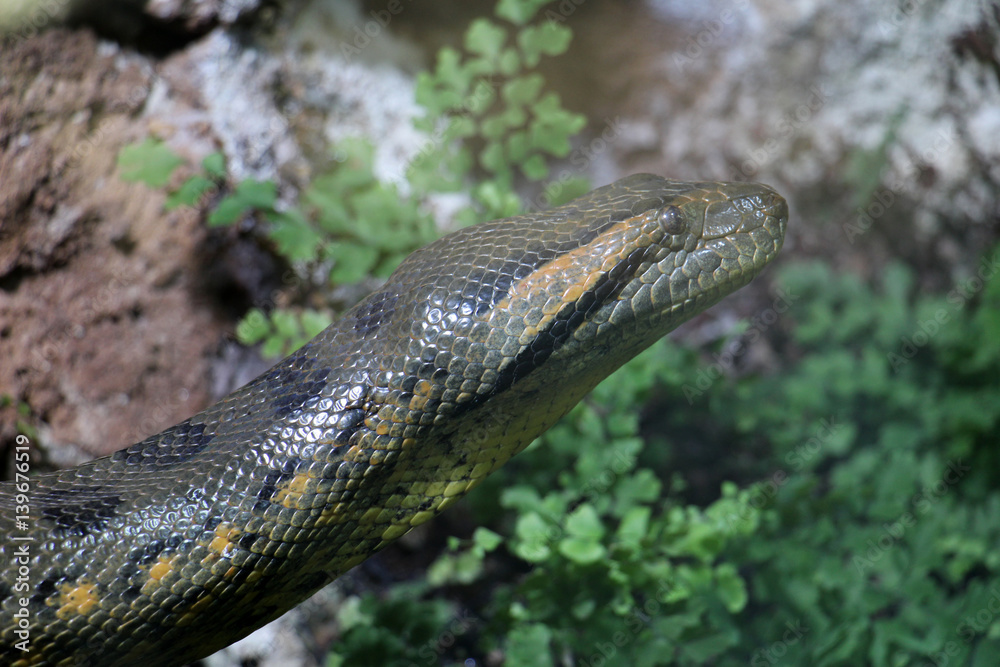 Fototapeta premium TIERE_2174_gruene_Anakonda