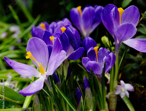 Цветок фиолетовый крокус