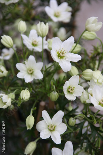 Clematis fosterii Early Sensation Bl  te 