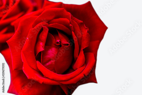 Rose rouge 