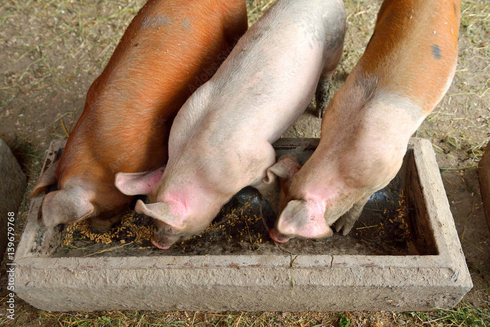 Pigs in farm Pigs in farm