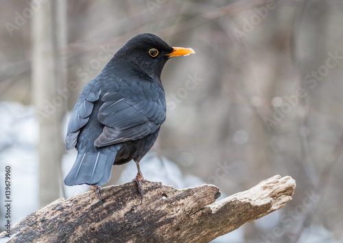 Blackbird © hannurama