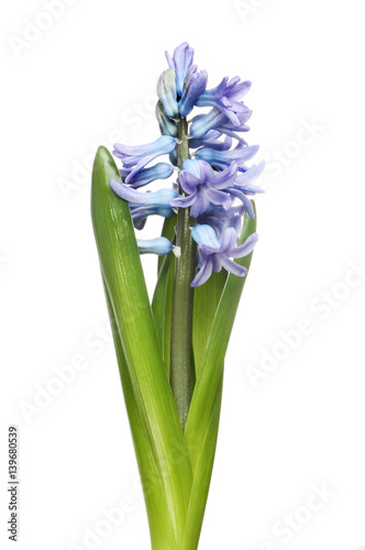 Blue Hyacinth flowers