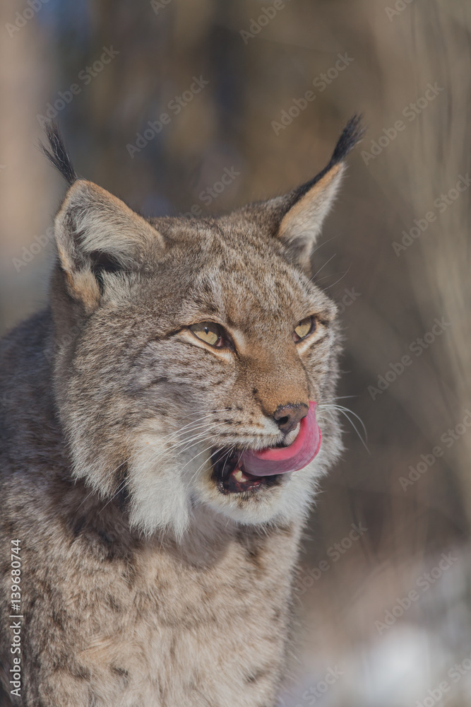 Obraz premium Europäischer Luchs (Lynx lynx)