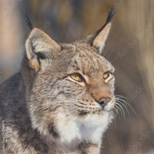 Europäischer Luchs (Lynx lynx)