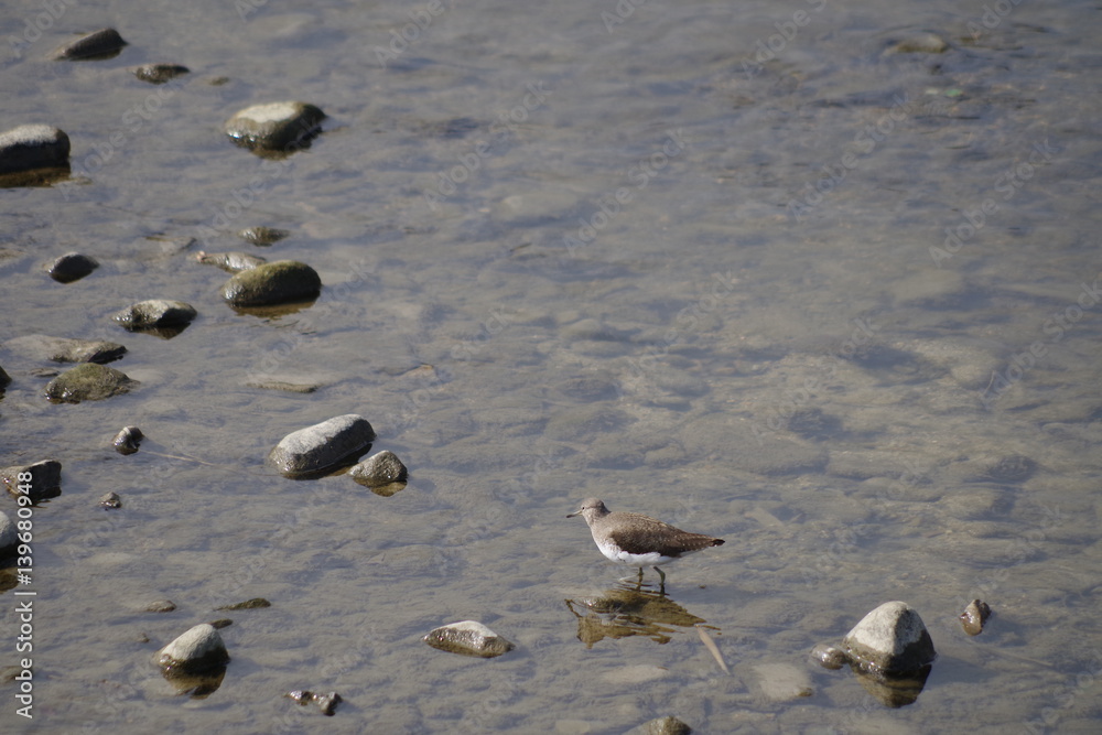 Fototapeta premium Woodcock